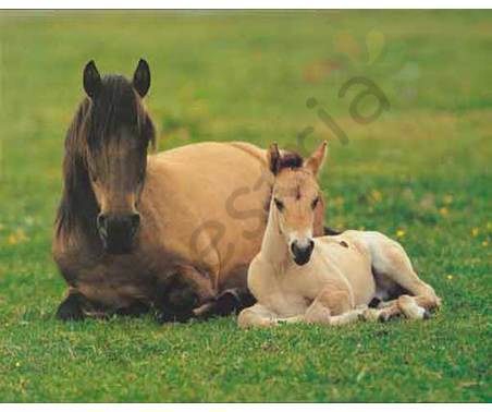 Постер &quot;Лошадь и жеребенок лежат на траве&quot;, размер 20х25