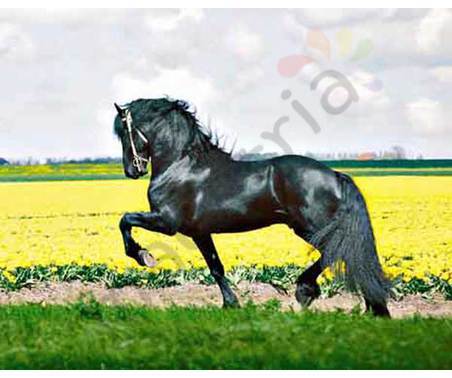 Постер &quot;Черный конь в поле желтых тюльпанов&quot;, размер 20х25