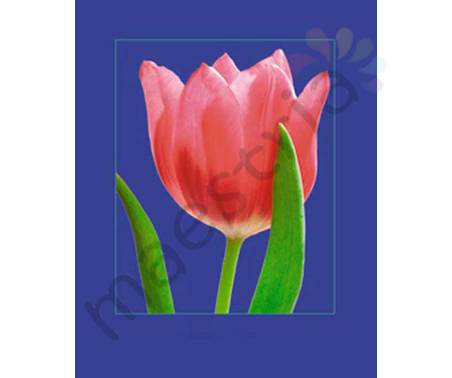 Постер &quot;Красный тюльпан на синем&quot;, размер 20х25