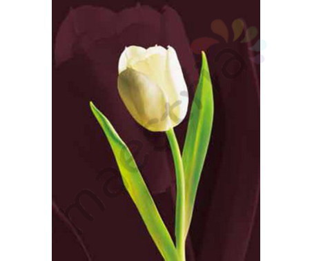 Постер &quot;Белый тюльпан на коричневом фоне&quot;, размер 40х50