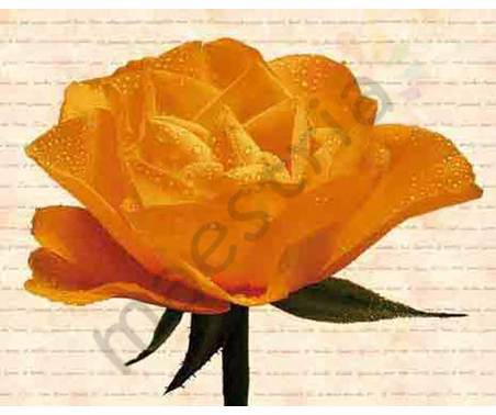 Постер &quot;Фотомонтаж. Оранжевая роза в росе&quot;, размер 40х50
