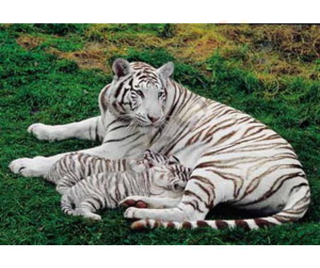 Постер &quot;Семья белых тигров&quot;, размер 40х50