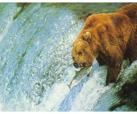 Постер &quot;Медведь ловит лосось&quot;, размер 40x50, ламинированый