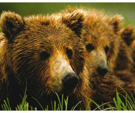 Постер &quot;Морды медведей&quot;, размер 40x50, ламинированый