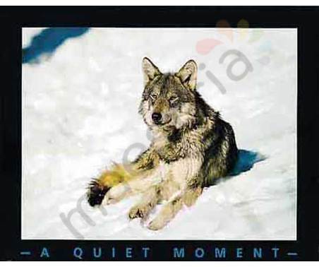 Постер &quot;Волк лежит на снегу&quot;, размер 40x50