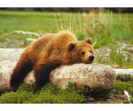 Постер &quot;Медведь на бревне&quot;, размер 40х50