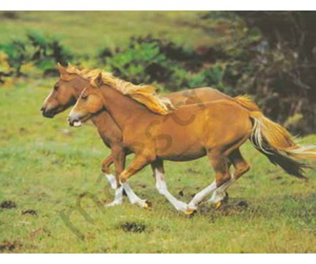 Постер &quot;Два гнедых коня&quot;, размер 40х50