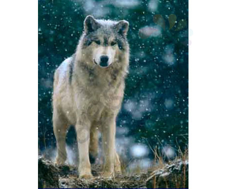 Постер &quot;Волк в снегопаде&quot;, размер 40х50