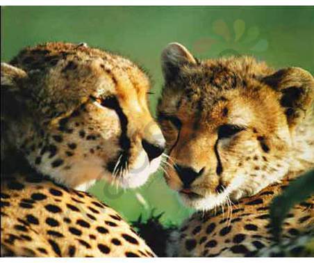 Постер &quot;Два леопарда&quot;, р.28x35