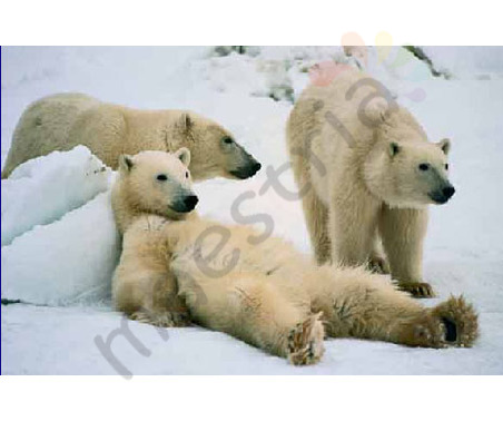 Постер &quot;Три белых медведя&quot;, размер 40x50