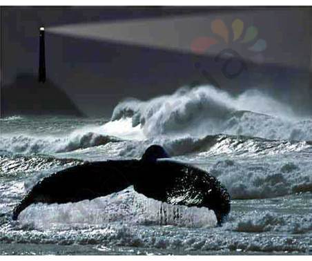 Постер &quot;Маяк и китовый хвост&quot;, размер 40х50, ламинированный