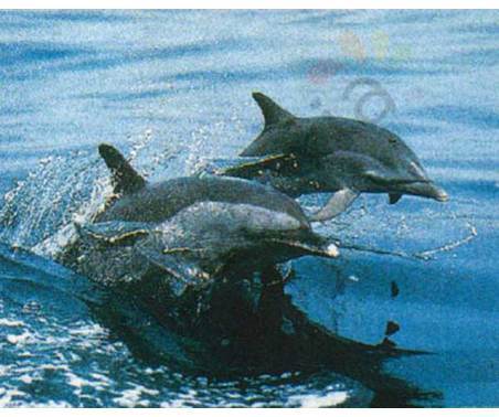 Постер &quot;Два дельфина выныривают&quot;, размер 40х50, ламинированный