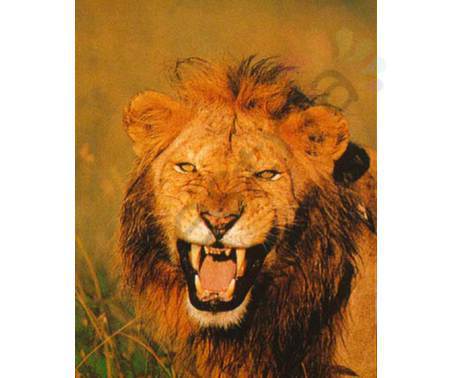 Постер &quot;Рычащий лев&quot;, размер 40х50,  ламинированный