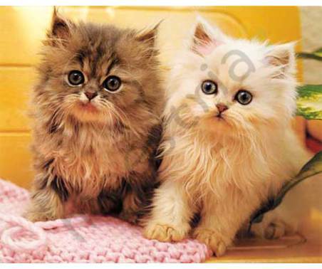 Постер &quot;Два персидских котенка&quot;, размер 20х25