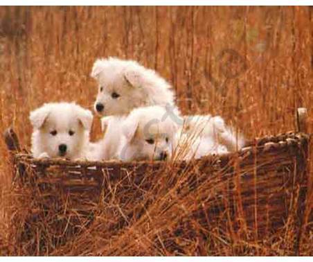 Постер &quot;Три щенка в корзине на поляне&quot;, размер 20х25