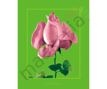 Постер &quot;Фотомонтаж.Роза розовая на зеленом&quot;, размер 20х25